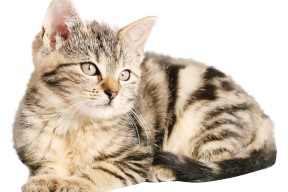 开云入口-中乙球队试点公开训练课加强与社区互动交流，中乙球队报名