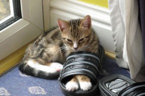 KAIYUNAPP-利物浦在欧冠比赛中迎来关键战役，目标荣耀