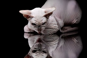 开云中国-“阿根廷美洲狮队在冠军锦标赛中的不败神话”