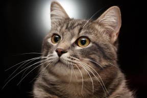 开云官方-技术动作动作数据与疲劳度关联，技术动作分析软件