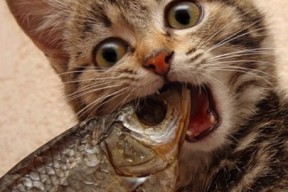 Kaiyun(中国)开云-女子200蝶两强之争，谁掌控节奏？，女子200米蝶泳百度百科