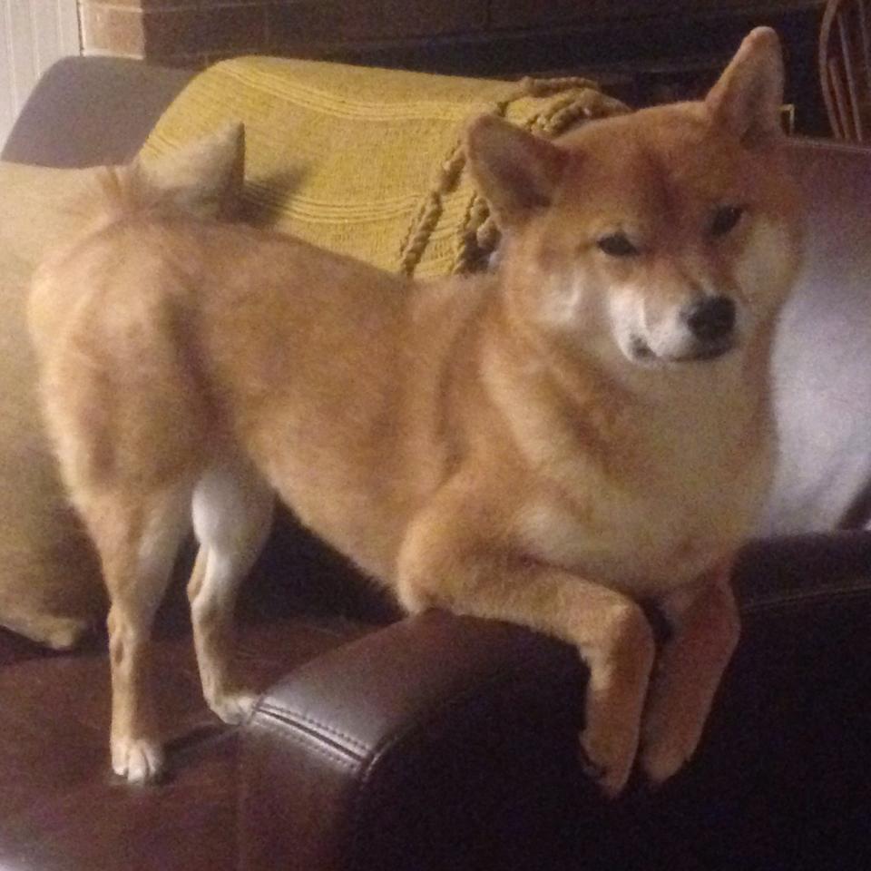 奥运跆拳道中国小将一战成名,中国奥运会跆拳道运动员