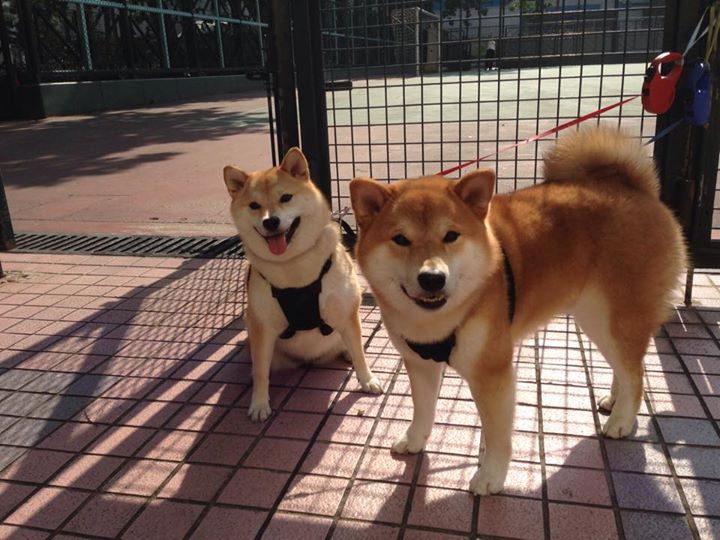 法甲球队通过AI分析优化前场压迫式战术执行力,前场压迫原则