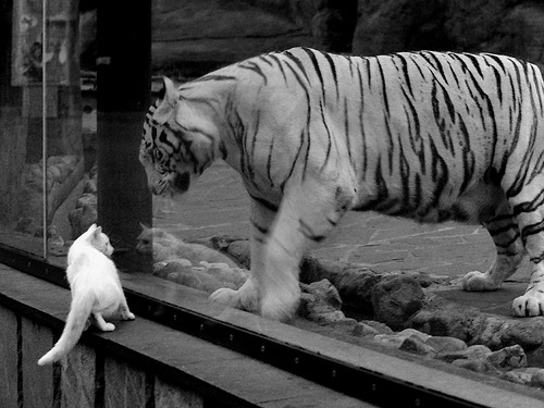 英超外援青训融合模式对年轻球员成长的助力,英超青训最好的球队