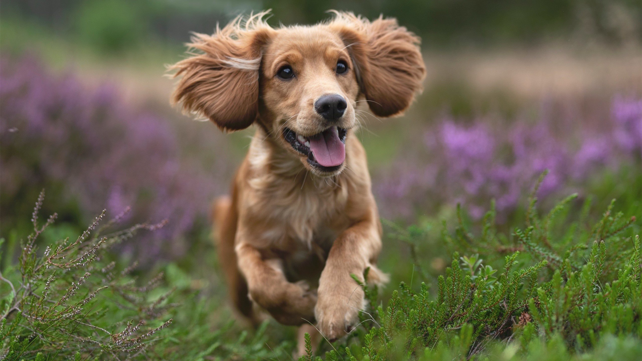 CBA联盟推动裁判透明度 增强比赛公信力,cba裁判组织