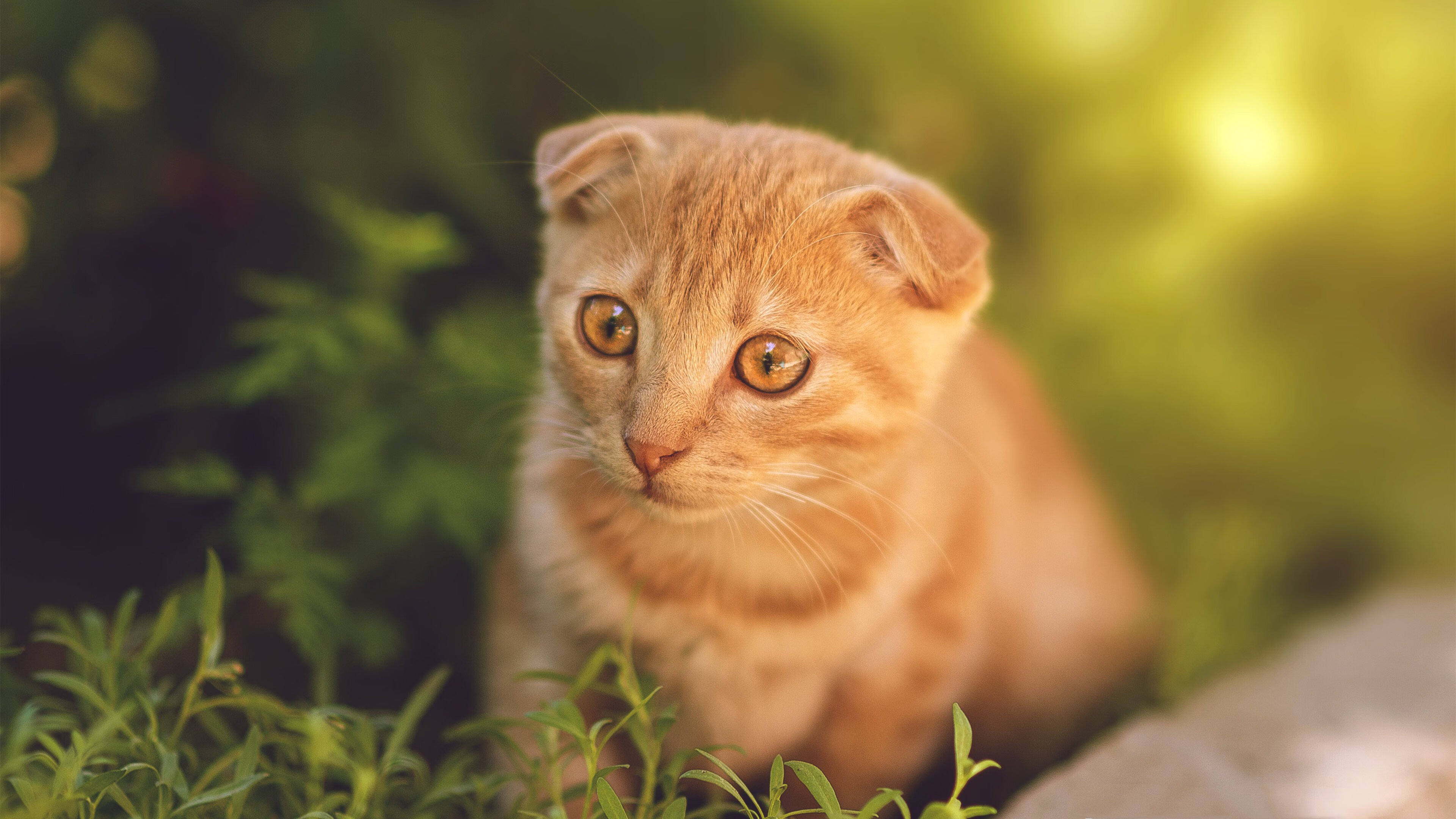 中超联赛中国女足逆袭 球迷称赞团队协作,中超女足联赛排名