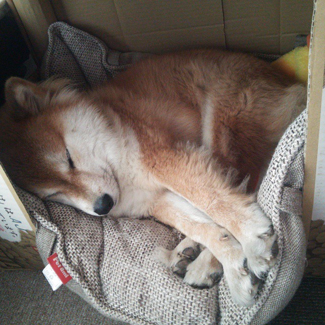 国际乒联混合团体世界杯:罗马尼亚队如何提高整体表现,罗马尼亚乒乓球混双选手