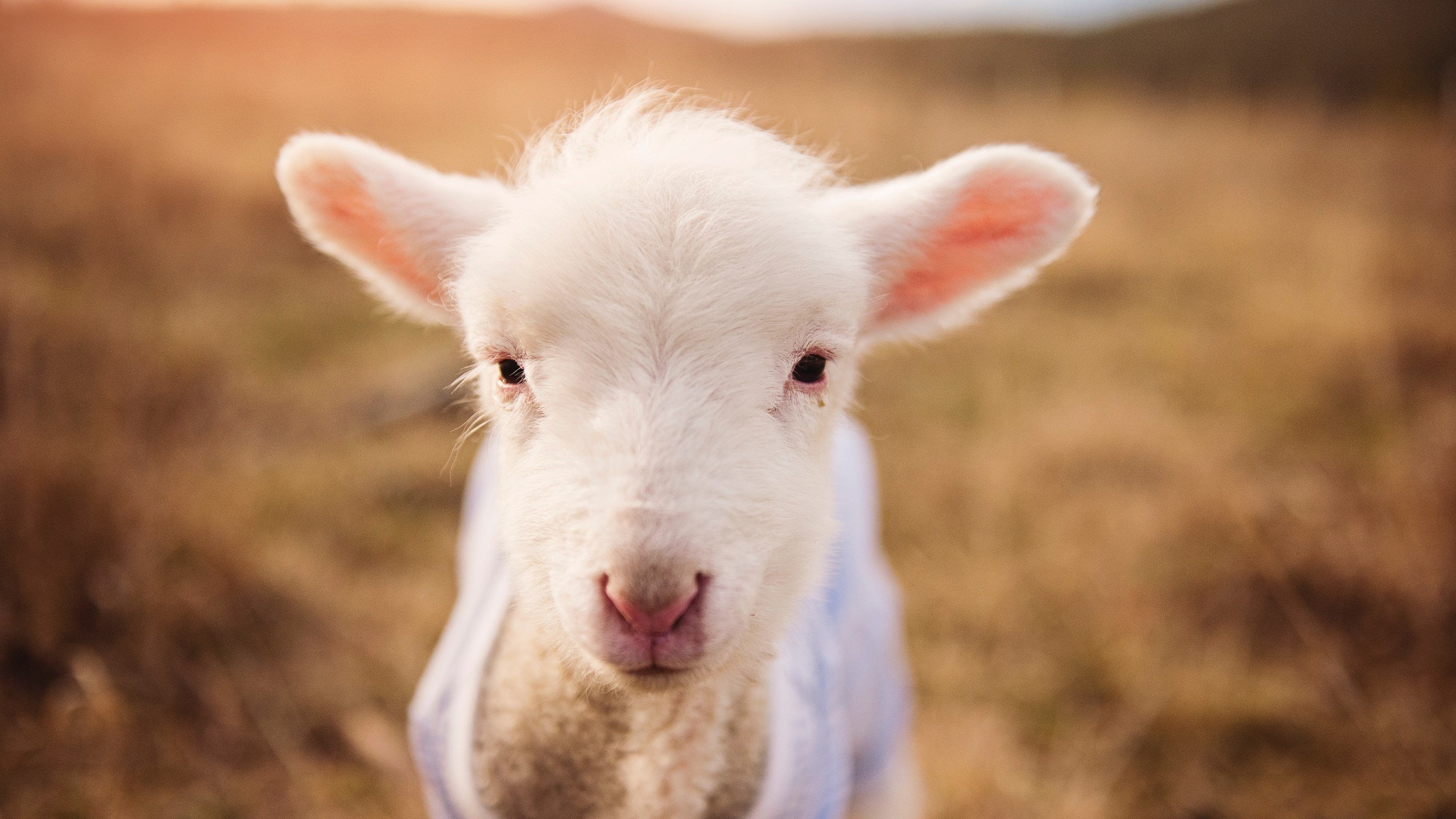 浙江雄狮全员健康备战下阶段重要赛事，雄狮装备科技有限公司