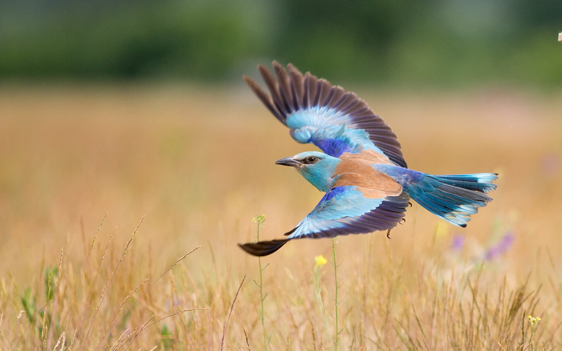 CBA俱乐部探索青年队独立运营模式培养潜力球员,cba青年队的年龄都多少岁
