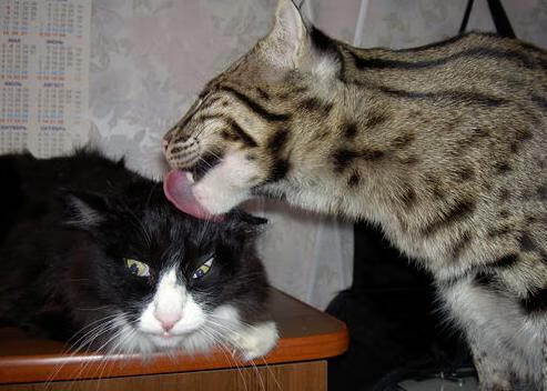 女子篮球加大青训比重储备未来国家队力量,女子篮球队训练方法