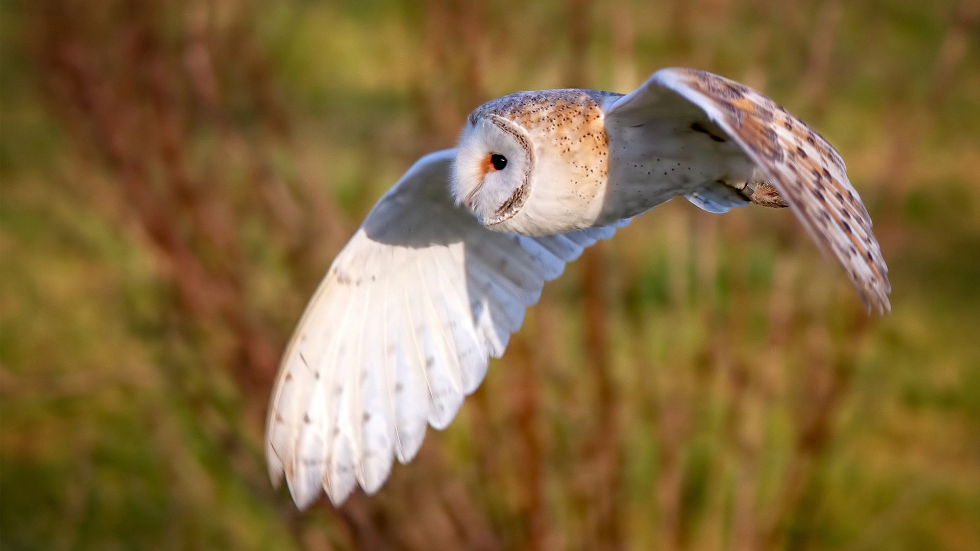 特斯·冯·迪克:在紧张的比赛环境下仍保持冷静,为南非队带来稳定性